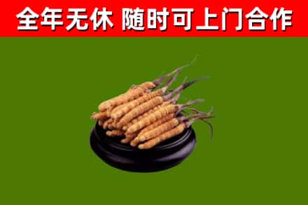新野烟酒回收冬虫夏草.jpg